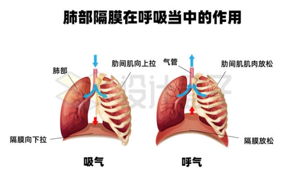 肺部隔膜在呼吸中的作用示意图3757587矢量图片免抠素材