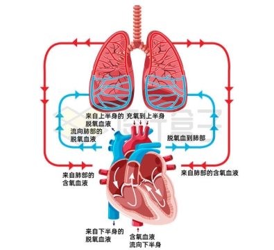 人体肺部和心脏血液循环系统工作原理图6928656矢量图片免抠素材