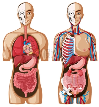 两款人体解剖图内脏器官结构图6934458矢量图片免抠素材