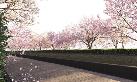 公园道路边的樱花树林桃花林和飘落的花瓣7495019PSD免抠图片素材