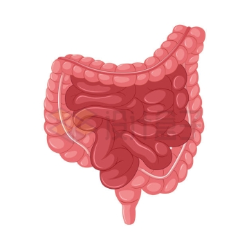 大肠和小肠等人体肠道系统3241090矢量图片免抠素材