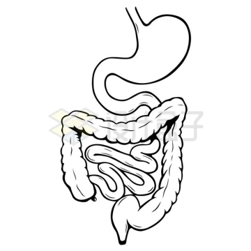 线条胃部和大肠小肠等人体消化系统8802660矢量图片免抠素材
