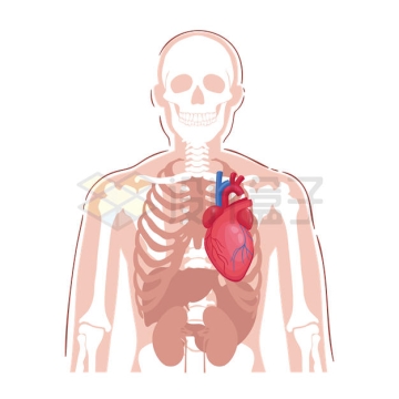 人体透视图和心脏等人体器官组织9315060矢量图片免抠素材