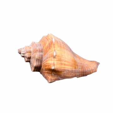 一个海螺海鲜贝壳大赤旋螺4713033png图片免抠素材