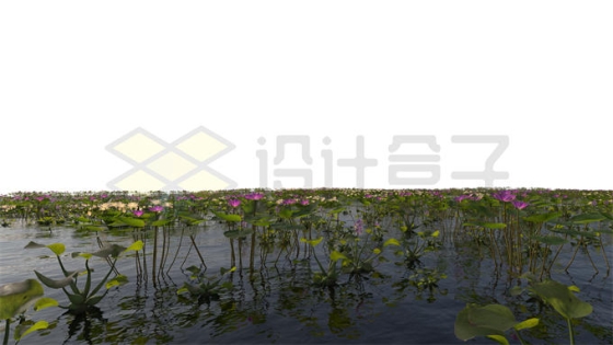 河流湖水沼泽湿地中开花的莲花凤眼蓝水生植物风景9498276PSD免抠图片素材