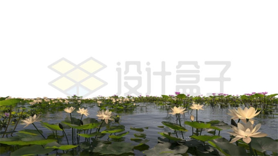 河流湖水沼泽湿地中开花的白色莲花水生植物风景2875445PSD免抠图片素材