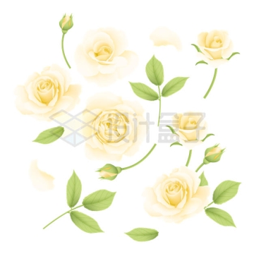 各种黄色玫瑰花和树叶2779067矢量图片免抠素材