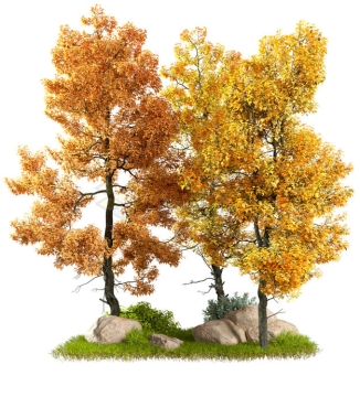 秋天里叶子变黄的大树3D渲染图1174533PSD免抠图片素材