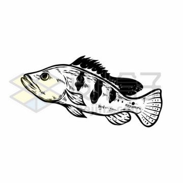 一条手绘黑白风格石斑鱼海洋鱼类插画6009113矢量图片免费下载