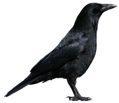 一只乌漆嘛黑的乌鸦渡鸦鸟儿6651686png免抠图片素材