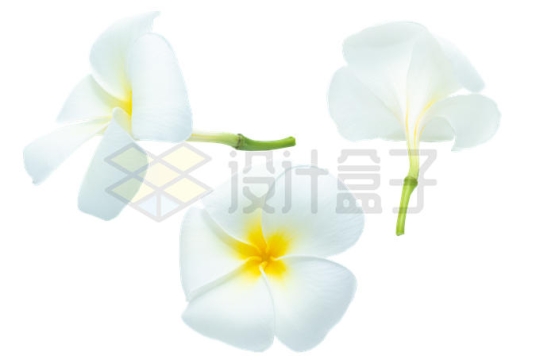 3款盛开的鸡蛋花白色花朵3993773PSD免抠图片素材