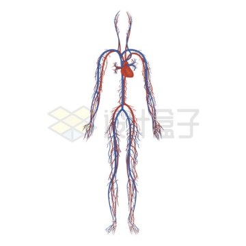 动脉静脉等人体血液循环系统示意图5468023矢量图片免抠素材