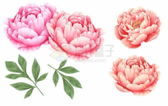 中国风工笔画粉红色牡丹花和叶子花朵3843959矢量图片免抠素材
