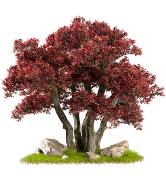 红色树叶的大树红枫树3D渲染图2473833PSD免抠图片素材