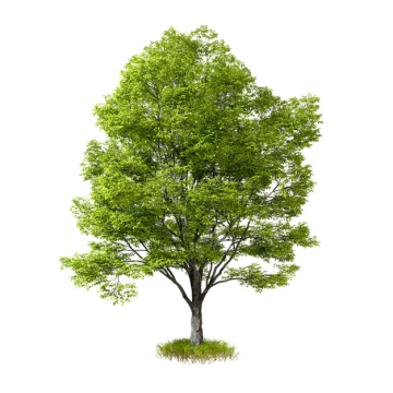一棵绿色大树3D渲染图8773130PSD免抠图片素材