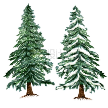 2棵高大的云杉雪松针叶林8322687矢量图片免抠素材