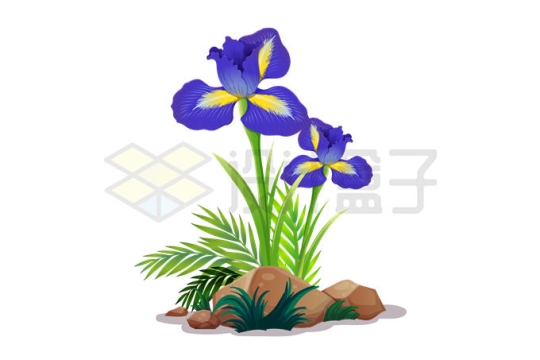 石头堆里长出的蝴蝶兰紫色花朵2863610矢量图片免抠素材