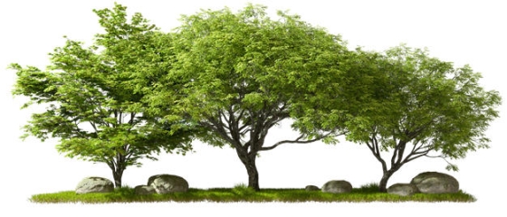 青草地上的石头和三棵大树绿树3D渲染图5829593PSD免抠图片素材