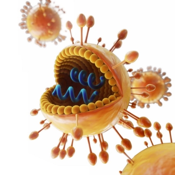 3D立体风格橙色的冠状病毒内部DNA结构173751png图片素材