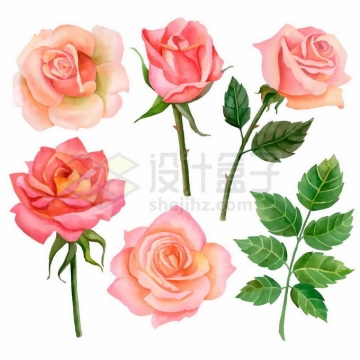 粉红色的月季花玫瑰花和绿叶水彩画9856472矢量图片免抠素材