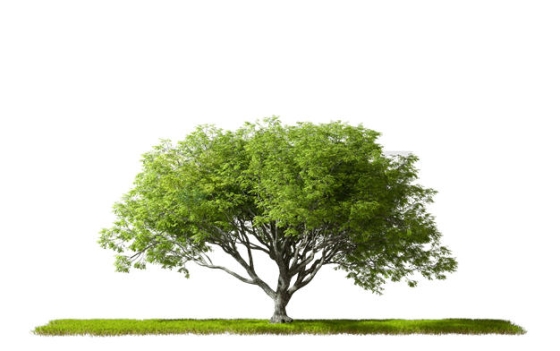 草地上的一棵大树3D渲染图3814794PSD免抠图片素材