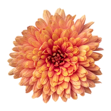 一朵盛开的橙色菊花美丽花朵5438125PSD免抠图片素材