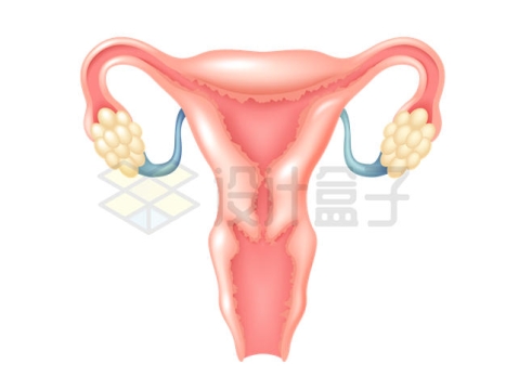 女性子宫内部结构解剖图9247069矢量图片免抠素材