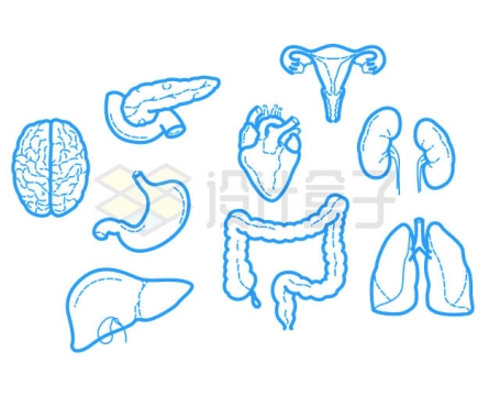 蓝色线条风格大脑胃部肝脏肠道等人体器官组织插画4851633矢量图片免抠素材