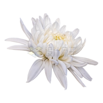 一朵盛开的白色菊花美丽花朵7831827PSD免抠图片素材