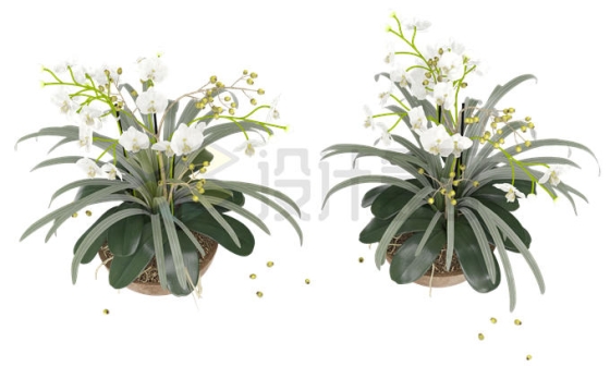 2款花盆中的蝴蝶兰观赏绿植1594242PSD免抠图片素材