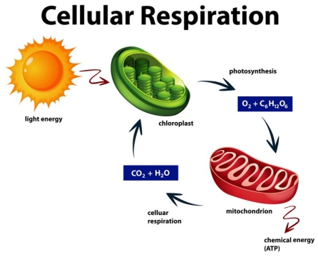 光合作用太阳光被植物细胞叶绿素转换成氧气然后被动物细胞吸收转化为二氧化碳循环图图片免抠素材