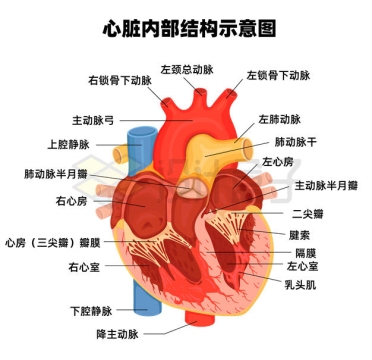 人体心脏内部结构解剖各部分名称大全示意图5411344矢量图片免抠素材