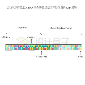 RNA聚合酶转录基因DNA序列4854322矢量图片免抠素材