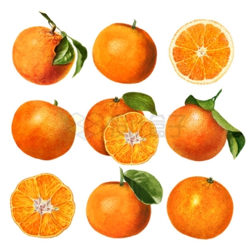 9款橘子美味水果9810293矢量图片免抠素材