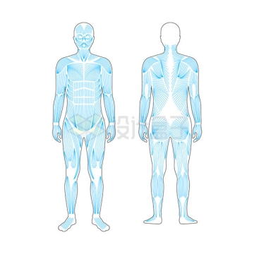 男性身体肌肉示意图5210537矢量图片免抠素材