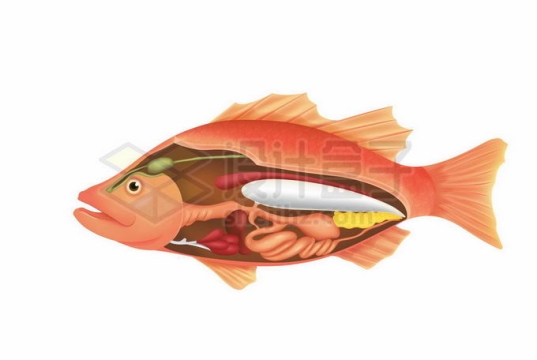 一条鱼内脏器官解剖图2867510矢量图片免抠素材免费下载