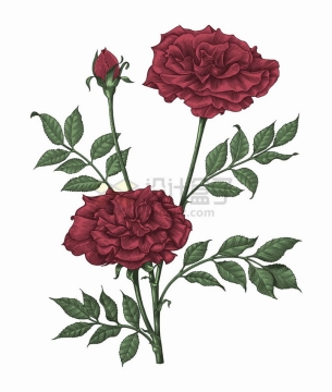 指头上的玫瑰花彩色手绘素描插画png图片免抠矢量素材