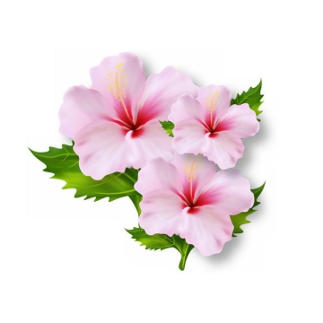 3朵盛开的木槿粉色花卉2828076矢量图片免抠素材免费下载