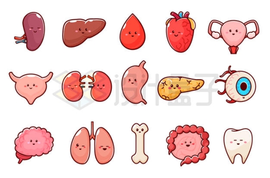 卡通肾脏肝脏心脏等可爱人体器官组织4073835矢量图片免抠素材