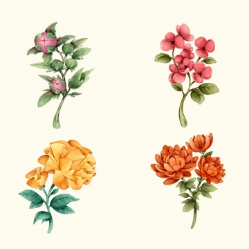 4种不同品种的花卉花朵鲜花图片免抠矢量图