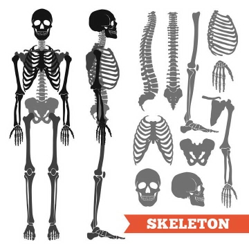 黑色风格人体正面和侧面骷髅骨架人体骨骼解剖图医学图片免抠素材
