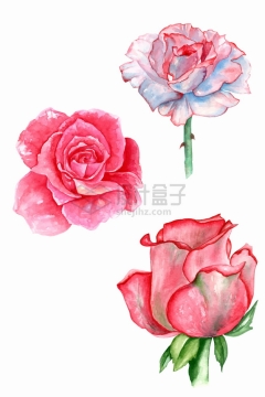 3朵粉色红色玫瑰花鲜花水彩插画png图片素材