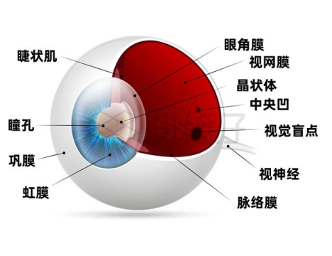 睫状肌瞳孔眼角膜视网膜等眼球结构示例图6554519矢量图片免抠素材