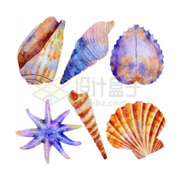 6款海螺海星扇贝水彩插画免抠图片素材