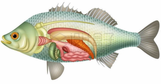 鲫鱼内脏器官解剖图8980177矢量图片免抠素材免费下载
