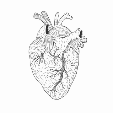 手绘线条风格人体心脏器官图片免抠素材