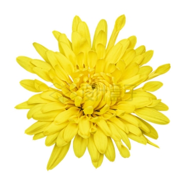一朵盛开的黄色菊花美丽花朵8544849PSD免抠图片素材