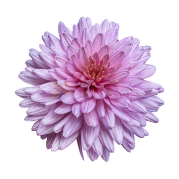 一朵盛开的淡紫色菊花美丽花朵1292777PSD免抠图片素材