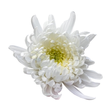 一朵盛开的白色菊花美丽花朵9808850PSD免抠图片素材