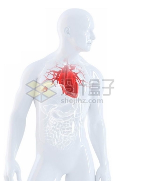 3D立体红色心脏等内脏塑料人体模型9958111免抠图片素材